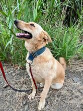 REINA, Hund, Labrador-Mischling in Spanien - Bild 5