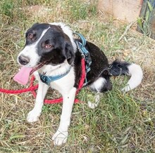 STARGIRL, Hund, Mischlingshund in Griechenland - Bild 1