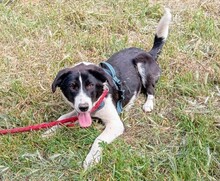 STARGIRL, Hund, Mischlingshund in Griechenland - Bild 2