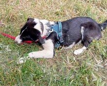 STARGIRL, Hund, Mischlingshund in Griechenland - Bild 3