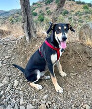 BUZZ, Hund, Mischlingshund in Spanien - Bild 1