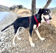 BUZZ, Hund, Mischlingshund in Spanien - Bild 2