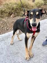 BUZZ, Hund, Mischlingshund in Spanien - Bild 3