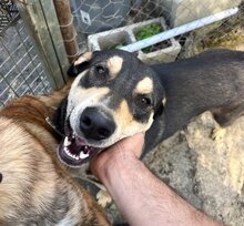 BUZZ, Hund, Mischlingshund in Spanien - Bild 4