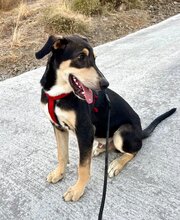 BUZZ, Hund, Mischlingshund in Spanien - Bild 5