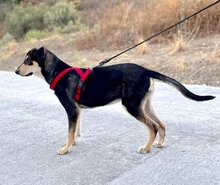 BUZZ, Hund, Mischlingshund in Spanien - Bild 7