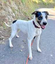 SASHA, Hund, Bodeguero-Mischling in Spanien - Bild 1