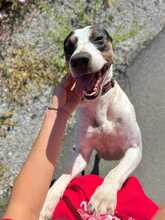 SASHA, Hund, Bodeguero-Mischling in Spanien - Bild 2