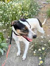 SASHA, Hund, Bodeguero-Mischling in Spanien - Bild 4