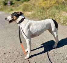 SASHA, Hund, Bodeguero-Mischling in Spanien - Bild 5