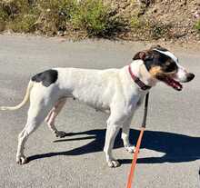 SASHA, Hund, Bodeguero-Mischling in Spanien - Bild 6