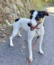 SASHA, Hund, Bodeguero-Mischling in Spanien - Bild 7