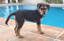 ALFIE, Hund, Yorkshire Terrier-Mischling in Spanien - Bild 1