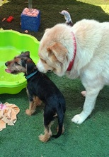 ALFIE, Hund, Yorkshire Terrier-Mischling in Spanien - Bild 10