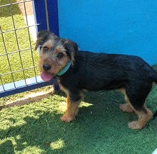 ALFIE, Hund, Yorkshire Terrier-Mischling in Spanien - Bild 11