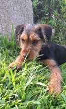 ALFIE, Hund, Yorkshire Terrier-Mischling in Spanien - Bild 2
