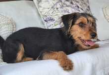 ALFIE, Hund, Yorkshire Terrier-Mischling in Spanien - Bild 3