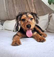 ALFIE, Hund, Yorkshire Terrier-Mischling in Spanien - Bild 4