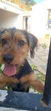 ALFIE, Hund, Yorkshire Terrier-Mischling in Spanien - Bild 5