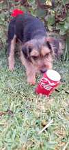 ALFIE, Hund, Yorkshire Terrier-Mischling in Spanien - Bild 6