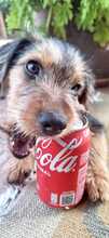 ALFIE, Hund, Yorkshire Terrier-Mischling in Spanien - Bild 7