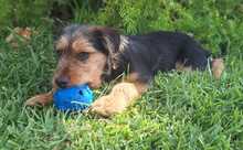 ALFIE, Hund, Yorkshire Terrier-Mischling in Spanien - Bild 8