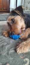 ALFIE, Hund, Yorkshire Terrier-Mischling in Spanien - Bild 9