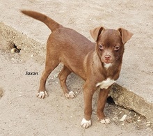 JAXON, Hund, Chihuahua-Mix in Berschweiler - Bild 1