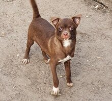 JAXON, Hund, Chihuahua-Mix in Berschweiler - Bild 2