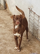 JAXON, Hund, Chihuahua-Mix in Berschweiler - Bild 3