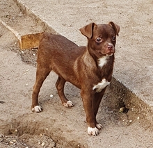 JAXON, Hund, Chihuahua-Mix in Berschweiler - Bild 4