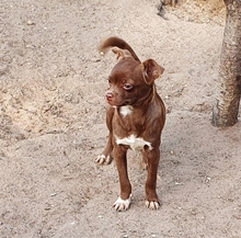 JAXON, Hund, Chihuahua-Mix in Berschweiler - Bild 5