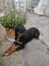SHYLA, Hund, Mischlingshund in Bulgarien - Bild 1