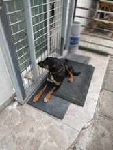 SHYLA, Hund, Mischlingshund in Bulgarien - Bild 2
