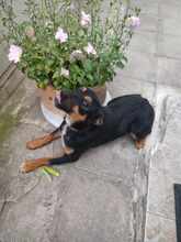 SHYLA, Hund, Mischlingshund in Bulgarien - Bild 3