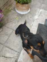 SHYLA, Hund, Mischlingshund in Bulgarien - Bild 4