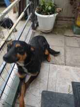 SHYLA, Hund, Mischlingshund in Bulgarien - Bild 5