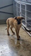 CHIARA, Hund, Mischlingshund in Bulgarien - Bild 1