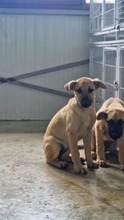 CHIARA, Hund, Mischlingshund in Bulgarien - Bild 2