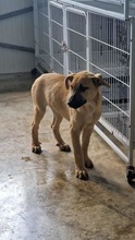 CHIARA, Hund, Mischlingshund in Bulgarien - Bild 3