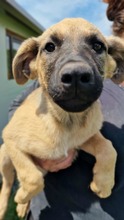 CHICCA, Hund, Mischlingshund in Bulgarien - Bild 1