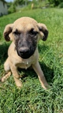 CHICCA, Hund, Mischlingshund in Bulgarien - Bild 2