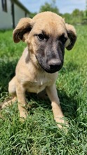 CHICCA, Hund, Mischlingshund in Bulgarien - Bild 3