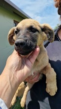 CHICCA, Hund, Mischlingshund in Bulgarien - Bild 4