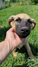 CHICCA, Hund, Mischlingshund in Bulgarien - Bild 5