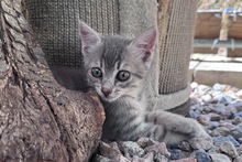 SILVER, Katze, Europäisch Kurzhaar in Italien - Bild 1