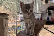 SILVER, Katze, Europäisch Kurzhaar in Italien - Bild 10