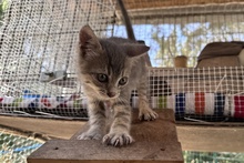 SILVER, Katze, Europäisch Kurzhaar in Italien - Bild 11