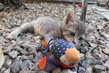 SILVER, Katze, Europäisch Kurzhaar in Italien - Bild 2
