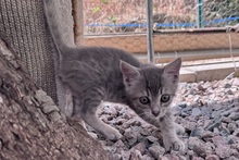 SILVER, Katze, Europäisch Kurzhaar in Italien - Bild 3